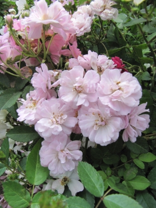 Picture of Rosa Polyantha - Multiflora Angel Rose